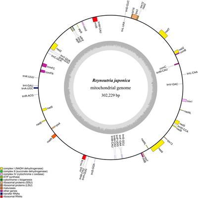 De novo assembly and comparative analysis of the mitochondrial genome of Reynoutria japonica